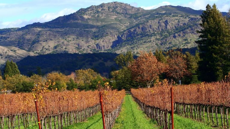 Napa Valley vineyards in autumn with orange vines and mountains behind