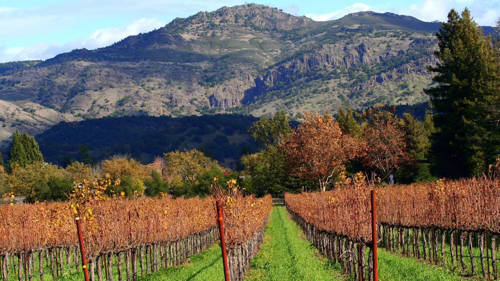 Napa Valley vineyards in autumn with orange vines and mountains behind